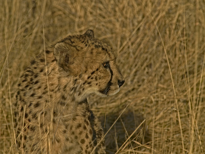 Cheetah, Okonjima